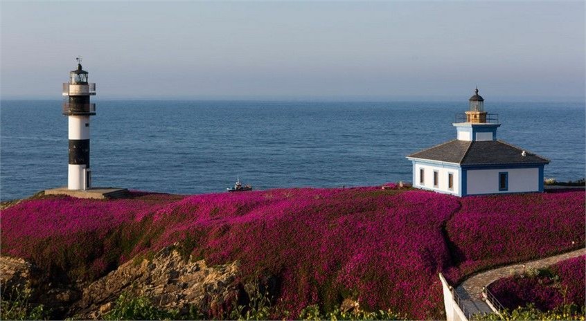 Panorámica de Illa Pancha en Ribadeo, Lugo, con la vegetación luciendo unas preciosas flores rosas. Islas de Galicia con encanto. Siente Galicia