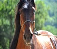Ruta a Caballo, Paraños