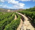 Visita y Picnic en Bodega Pazo de Toubes (Viña Costeira)