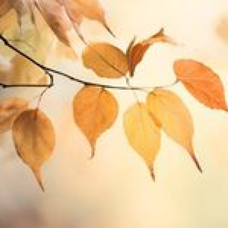 Ofertas para este Otoño