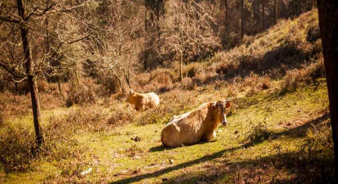 Aloia Nature Rias Baixas 