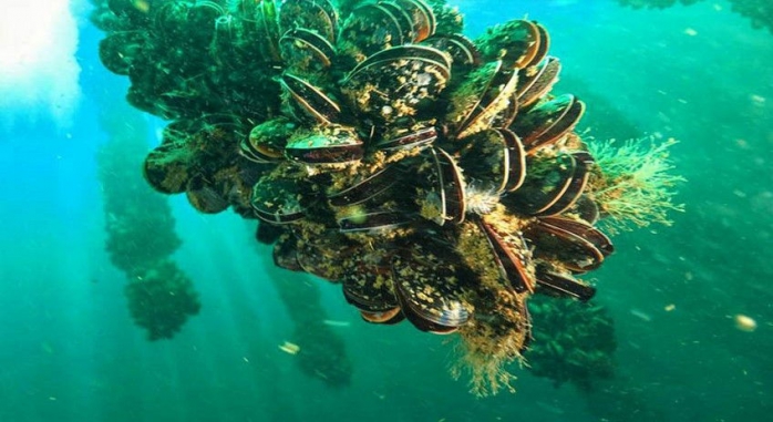 Cruceros do Ulla